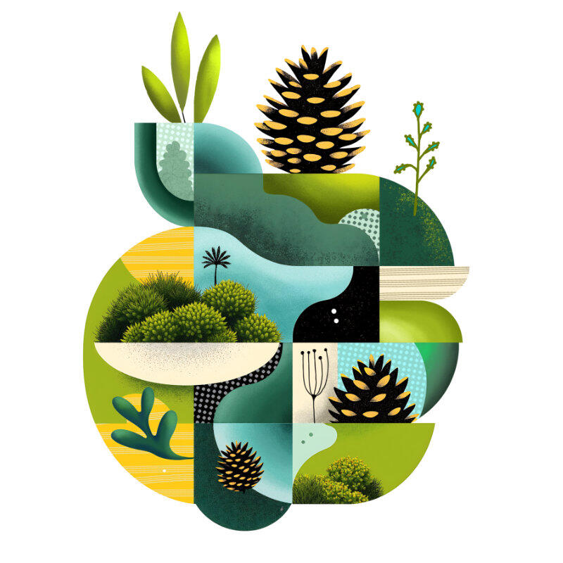 Moss & Pinecones